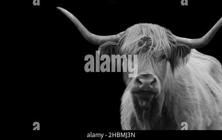 Gros cheveux Highland Cattle gros plan sur le fond sombre Banque D'Images