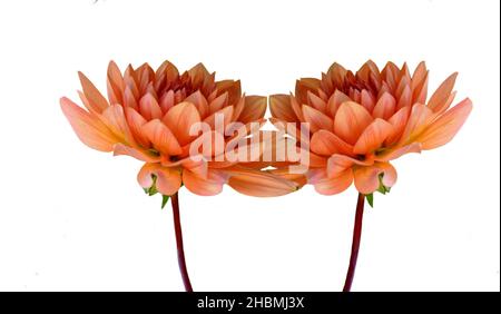 Magnifique Dahlia isolé sur le fond blanc Banque D'Images