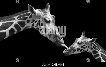 Noir et blanc mignonne mère et bébé Giraffe Banque D'Images