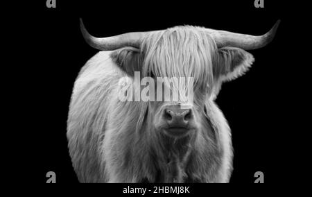 Magnifique Highland Cow sur fond noir Banque D'Images