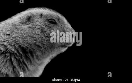 Portrait de chien de prairie à queue noire sur fond noir Banque D'Images