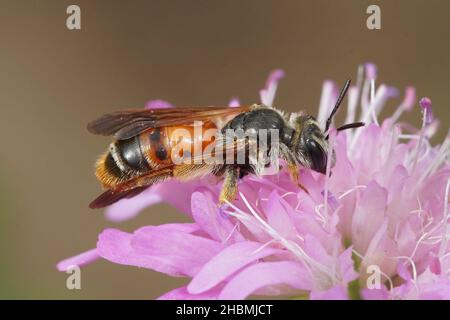 Gros plan latéral de la grande abeille minière colorée et scabieuse, Andrena hattfiana Banque D'Images