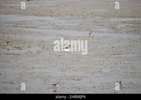 Un gros plan de l'oystercatcher eurasien debout sur la plage Banque D'Images