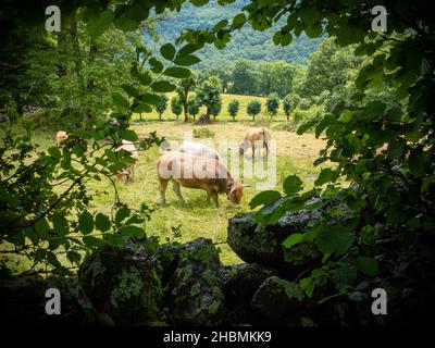 Vue encadrée d'arbres des vaches de race française qui broutage dans la campagne française dans le centre de la France, prise dans un après-midi d'été partiellement ensoleillé sur le plat Aubrac Banque D'Images