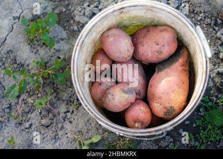 Vue rapprochée des pommes de terre rouges desiree dans un seau blanc sur le sol et le sol.Légumes biologiques.Agriculture et culture.Récolte et récolte Banque D'Images