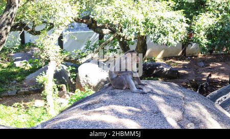 Un des singes est assis sur un rocher.Au milieu de la nature floue. Banque D'Images