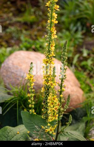 Fleur d'inflorescence racemose d'une plante sauvage mulléine noire (Verbascum nigurum) Banque D'Images