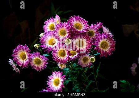 Petits chrysanthèmes roses et blancs en fleur. Banque D'Images