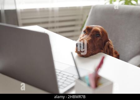 Portrait d'un joli chien regardant un ordinateur portable à l'écran tout en étant assis au bureau à l'intérieur de la maison, espace de copie Banque D'Images