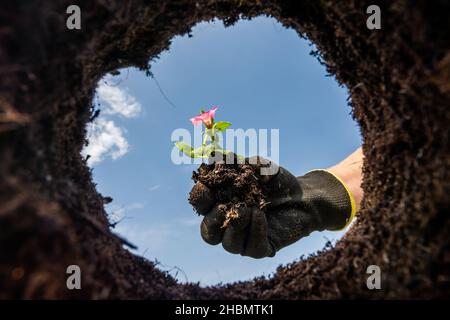 Vue depuis une fosse fraîchement creusée sur une petite plantule de fleurs.Femme en gants de jardinage plante une pousse de fleur de printemps.Vue de dessous. Banque D'Images