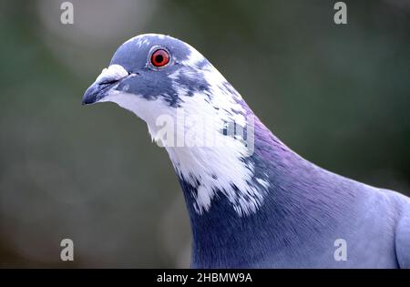 Pigeons sauvages à la recherche de nourriture dans le jardin de la maison urbaine. Banque D'Images