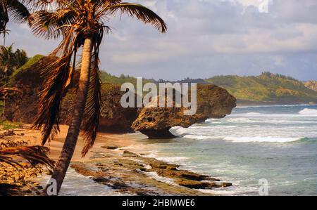 Plage tropicale balayée par le vent avec palmiers en balançant - Bethsheba sur la côte nord de la Barbade Banque D'Images