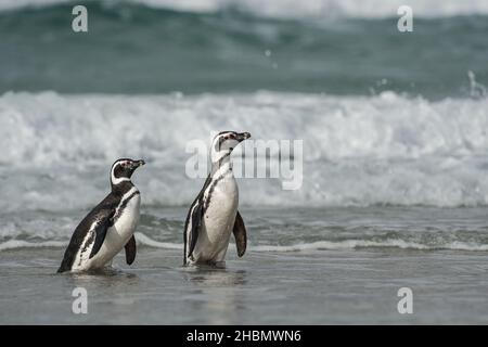 Deux pingouins magellaniques (Spheniscus magellanicus) marchant le long de la plage de l'île de Saunders, les îles Falkland avec des vagues en arrière-plan Banque D'Images