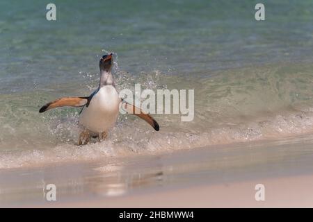 Penguin de Gentoo (Pygoscelis papouasie) émergeant de la mer à l'île de carcasse, dans les îles Falkland Banque D'Images