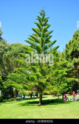 Les visiteurs se détendent sur la pelouse sous une île de Norfolk Pine dans les jardins de l'abbaye sur l'île de Tresco dans les îles de Scilly.Cornouailles.ROYAUME-UNI.Araucaria Banque D'Images