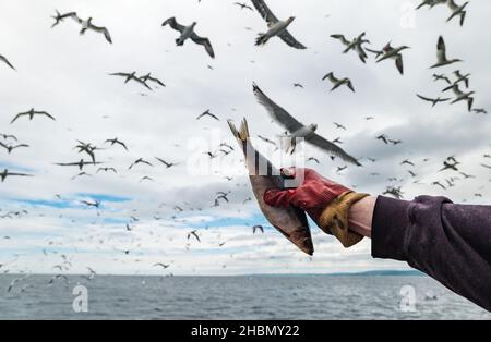 Main tenant le poisson de hareng avec masse de gannets et de oiseaux de mer dans le ciel, Firth of Forth, Écosse, Royaume-Uni Banque D'Images