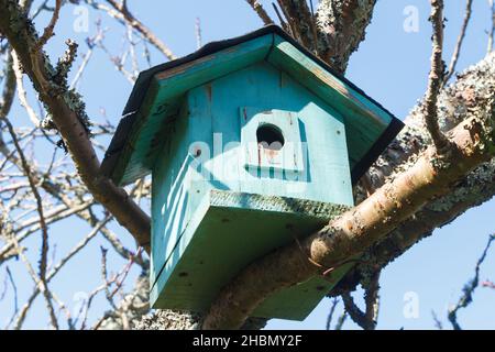 Cabane à oiseaux verte dans un cerisier japonais pendant l'hiver Banque D'Images