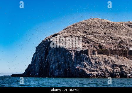 Masse d'oiseaux marins de gantet nichant sur l'île de Bass Rock par beau temps avec ciel bleu, Firth of Forth, Écosse, Royaume-Uni Banque D'Images