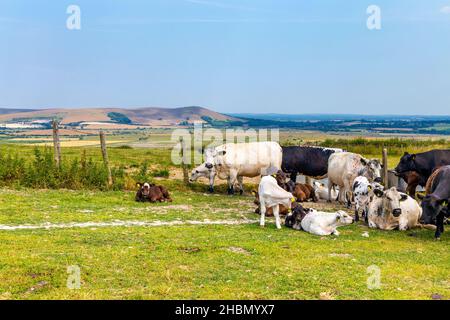 Vaches se reposant et paissant dans un champ dans le parc national de South Downs, East Sussex, Royaume-Uni Banque D'Images