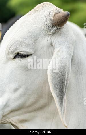 Brahman blanc bovins de boucherie debout près d'une clôture, regardant la caméra, Colombie, Amérique du Sud Banque D'Images