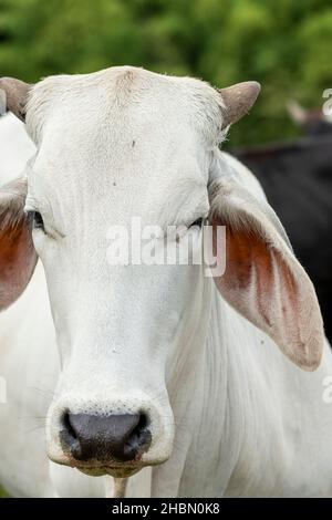 Brahman blanc bovins de boucherie debout près d'une clôture, regardant la caméra, Colombie, Amérique du Sud Banque D'Images