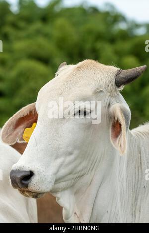 Brahman blanc bovins de boucherie debout près d'une clôture, regardant la caméra, Colombie, Amérique du Sud Banque D'Images