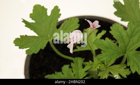 La belle fleur de pélargonium parfumé dans une vue rapprochée sur fond blanc.La jeune plantule à fleurs.Faible profondeur de champ Banque D'Images