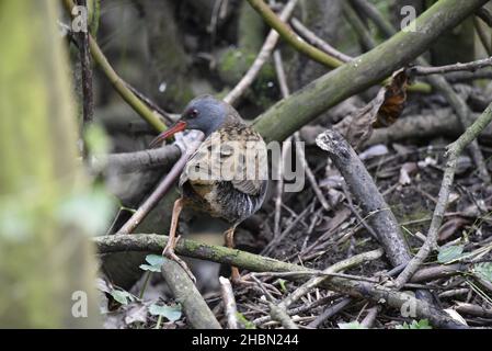 Gros plan d'un rail de l'eau (Rallus aquaticus) à l'écart de la caméra avec la tête dans le profil gauche, sur les brindilles à Water Edge au Royaume-Uni, en novembre Banque D'Images