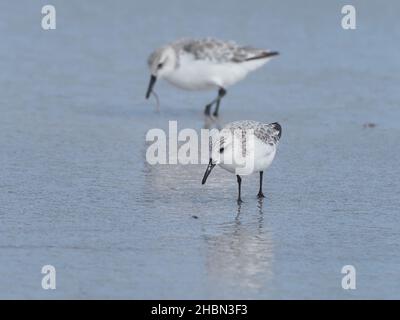 Sanderling dans l'alimentation typique et diagnostique courant à l'intérieur et à l'extérieur avec la marée.En septembre, ces oiseaux sont maintenant en hiver - plumage non reproductrice. Banque D'Images