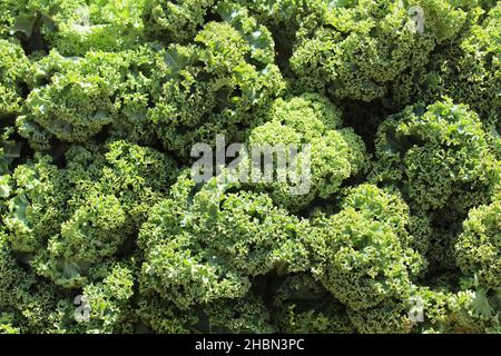 beaucoup de feuilles fraîches de geen kale Banque D'Images