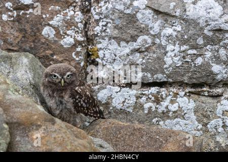 Petit hibou (Athene noctua), contrôlé, Cumbria, Royaume-Uni Banque D'Images