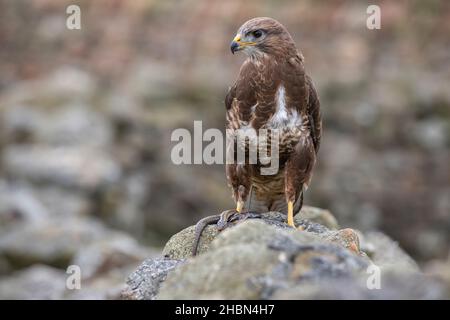 Buteo buteo (Buteo buteo) avec additionneur, contrôlé, Cumbria, Royaume-Uni Banque D'Images