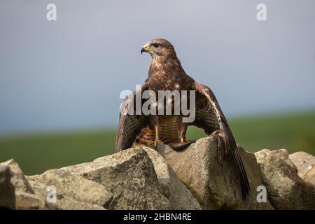 Buteo buteo (Buteo buteo) avec additionneur, contrôlé, Cumbria, Royaume-Uni Banque D'Images