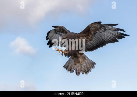 Buteo buteo (Buteo buteo) en vol, contrôlé, Cumbria, Royaume-Uni Banque D'Images