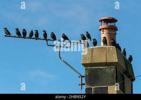 Amidons (Sturnus vulgaris), Boulmer, Northumberland, Royaume-Uni Banque D'Images