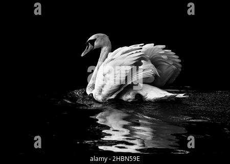Mute Swan (Cygnus olor), Bolam Lake Country Park, Northumberland, Royaume-Uni Banque D'Images
