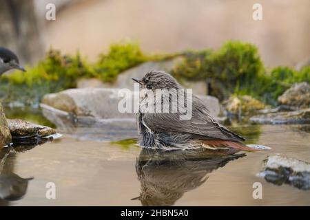 Black redstart, Phoenicurus ochruros, femme, prenant un bain, Espagne. Banque D'Images