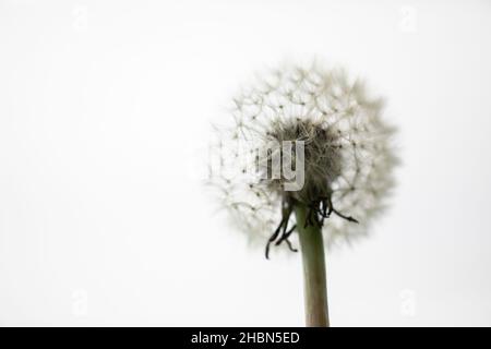 Pissenlit, Taraxacum officinale, tête de semis, Royaume-Uni Banque D'Images