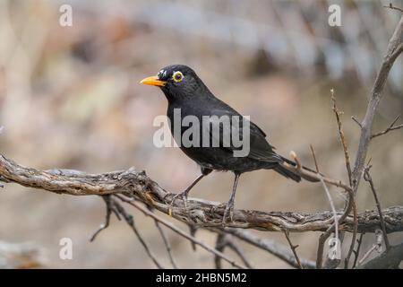 Homme blackbird (Turdus merula) avec Leucisme à la tête, Espagne Banque D'Images