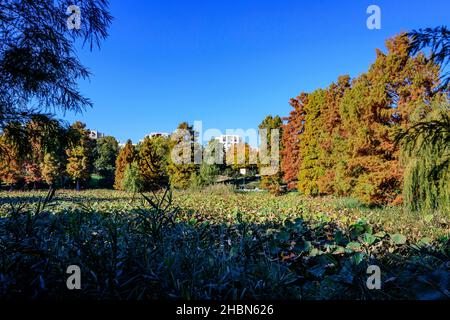 Paysage d'automne avec feuilles vertes séchées de nénuphars (Nymphaeaceae) plantes sur une surface d'eau et des arbres jaunes et oranges dans Circus Park (Parcul Circ Banque D'Images