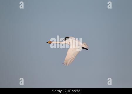 Quelques cygnes whooper ont commencé à se reproduire sur l'ouiste du Nord, il y a maintenant une certaine hostilité avec les cygnes muets résidents pour le territoire. Banque D'Images