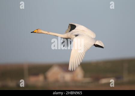 Quelques cygnes whooper ont commencé à se reproduire sur l'ouiste du Nord, il y a maintenant une certaine hostilité avec les cygnes muets résidents pour le territoire. Banque D'Images