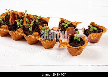 Les petits plats de plus en plus d'oeufs de poulet en boîte de carton noir. Rompre la tasse de papier biodégradable et des plantes dans le sol à l'extérieur. Concept de réutilisation. Banque D'Images