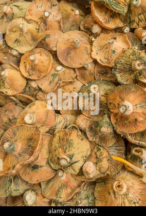Cap ou du lait au safran, champignons du pin (lactarius deliciosus) vendus à un marché de Malaga, en Espagne. Banque D'Images