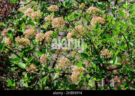 Arbuste avec beaucoup de fleurs blanches délicates de Viburnum carlesii plante communément connue sous le nom de bois d'arrowwood ou de viburnum d'épices coréennes dans un jardin dans un printemps ensoleillé d Banque D'Images