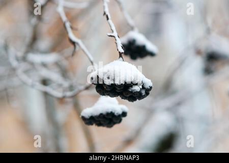 Aronia (rowan noir) en hiver, une branche avec des baies sous un chapeau de neige .Aronia melanocarpa.Famille Rosales Banque D'Images