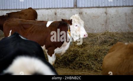 Vache dans le enclos en hiver.Vaches dans une ferme russe en hiver. Banque D'Images