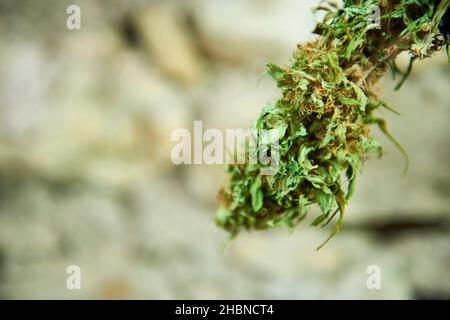 Cannabis sativa, Cannabis sativa forma indica, Cannabis ruderalis Banque D'Images