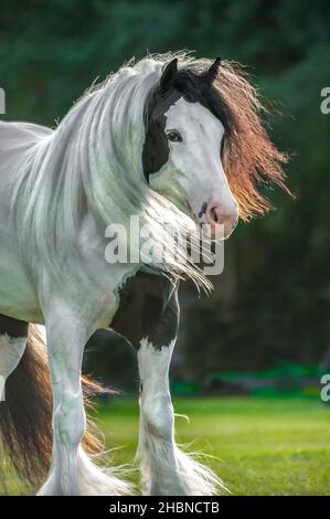 Gipsy Vanner Portrait de jument de cheval Banque D'Images