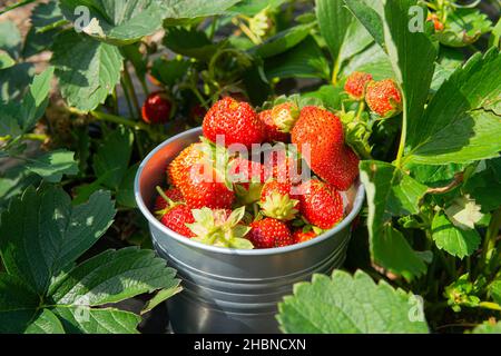 Seau rempli de fraises mûres fraîchement cueillies parmi des feuilles vertes juteuses. Banque D'Images